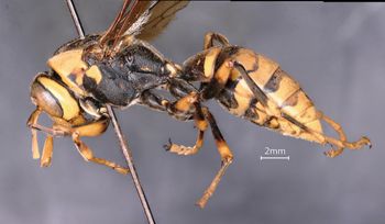 Media type: image;   Entomology 33180 Aspect: habitus lateral view